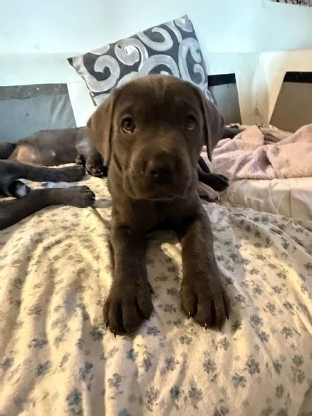 Cane corso cuccioli disponibili  | Foto 1