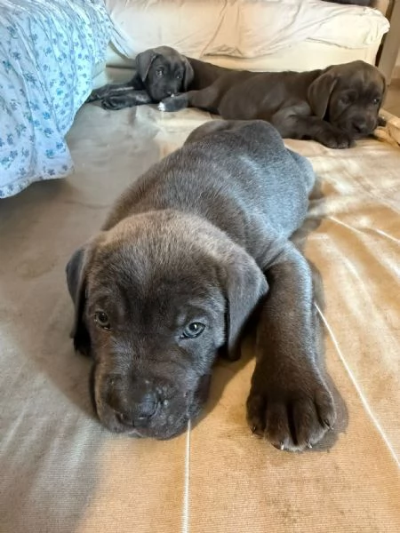 Cane corso cuccioli disponibili  | Foto 0