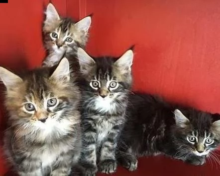belli gatti maine coon di 2 mesi disponibili