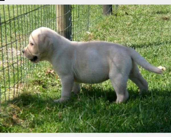 vendita cuccioli di labrador retriever | Foto 0