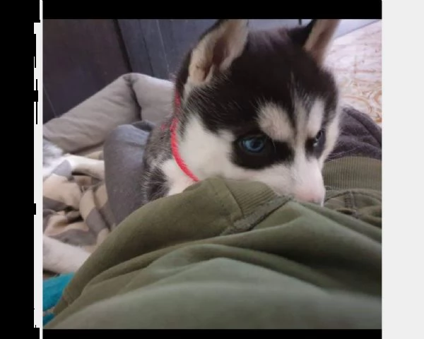 vendita cucciolo cuccioli di siberian husky | Foto 0