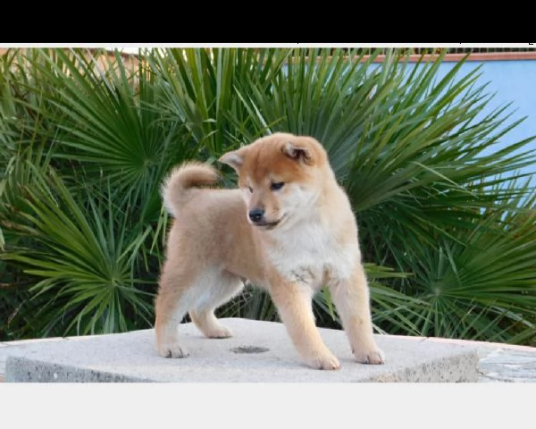 vendita cuccioli di shiba inu con pedigree certificato | Foto 0