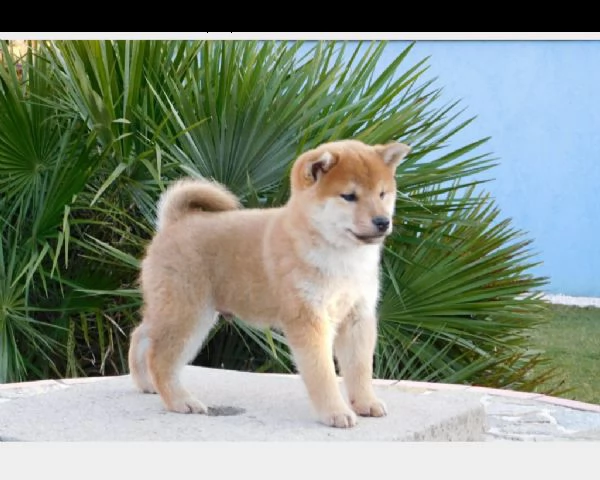 vendita cuccioli di shiba inu con pedigree certificato