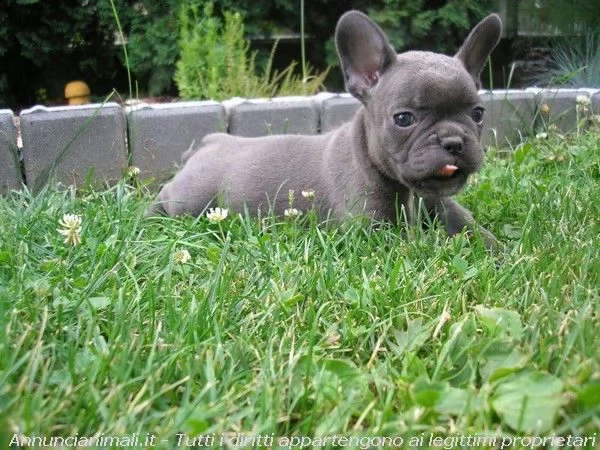 vendita splendidi cuccioli di bulldog francese | Foto 0
