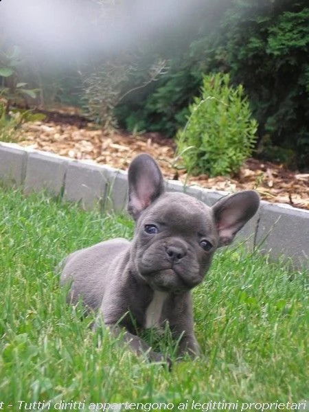 vendita splendidi cuccioli di bulldog francese