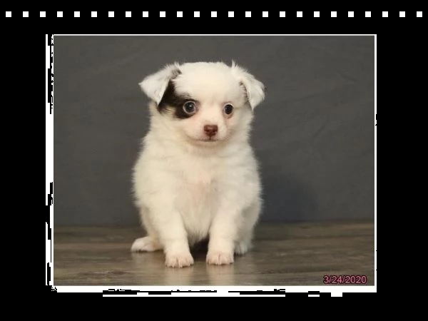 cuccioli chihuahua toy