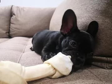 cucciolo di bulldog francese