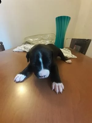 cuccioli pitbull con pedigree