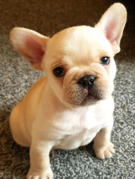 cuccioli di bouledogue francese maschio e femmina
