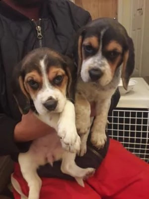 due cuccioli di tè beagle hanno bisogno di una nuova famiglia