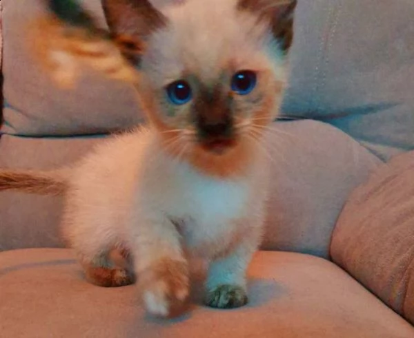 bello gattini munchkin di 2 mesi disponibili