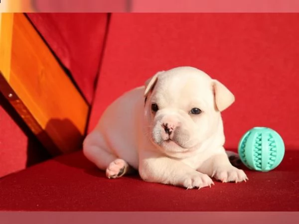 cuccioli bulldog francese per l'estate 2020