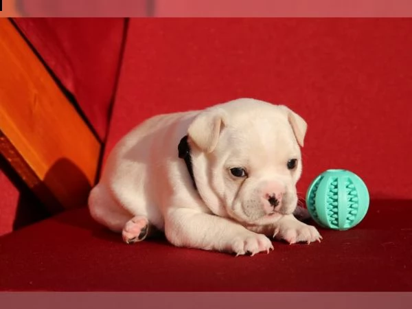 cuccioli bulldog francese per l'estate 2020 | Foto 1