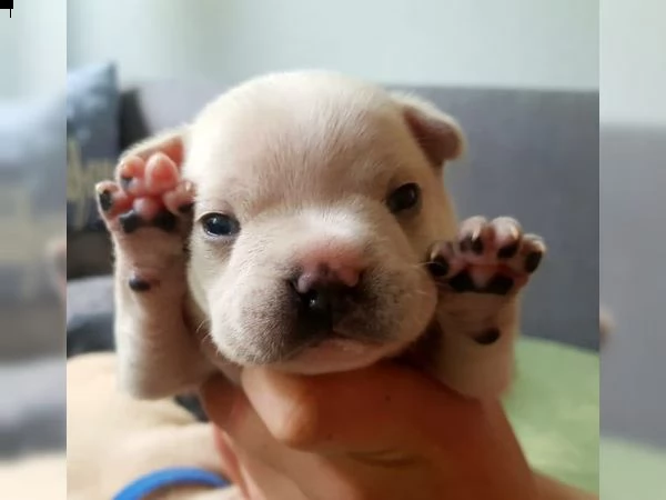 cuccioli bulldog francese per l'estate 2020 | Foto 0