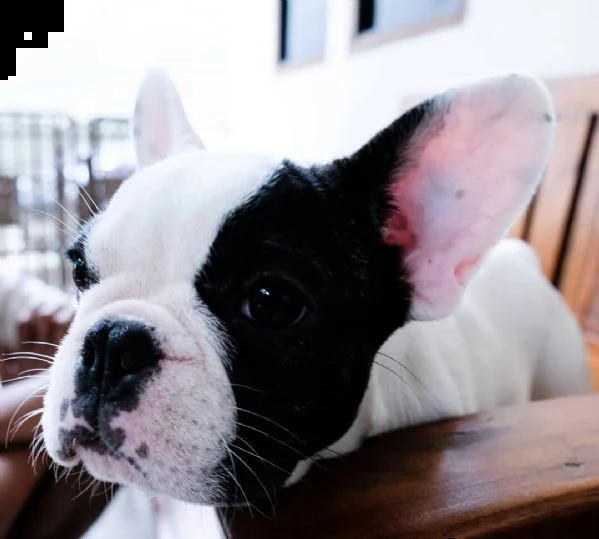 regalo bouledogue francese