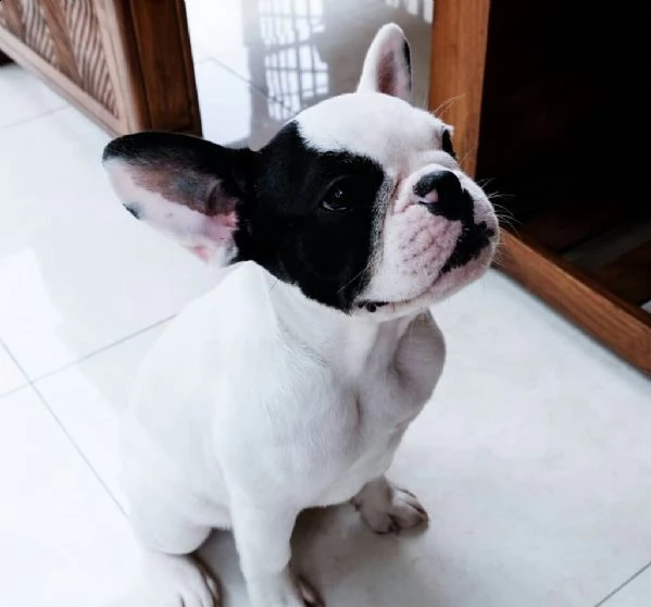 regalo bouledogue francese | Foto 0