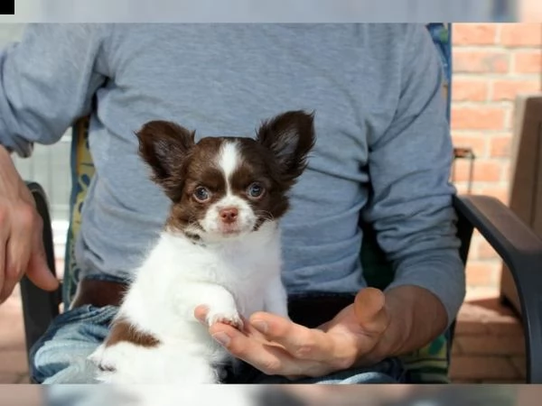 01 cuccioli di chihuahua fantastici e adorabili per l'adozione | Foto 1