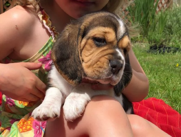 04 cuccioli di beagle fantastici e adorabili per l'adozione  | Foto 1