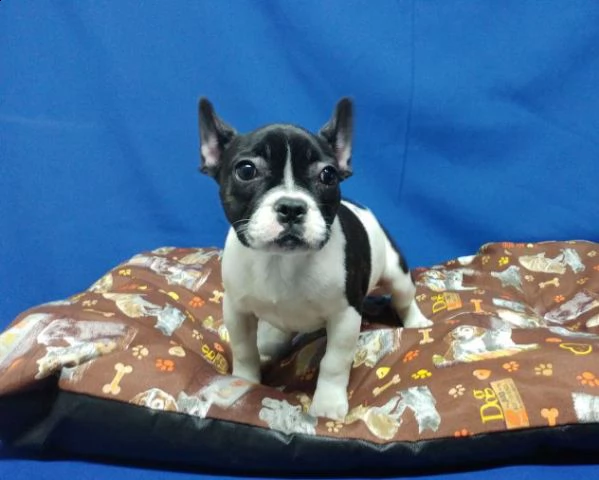 vendo cuccioli di bouledogue francese | Foto 0