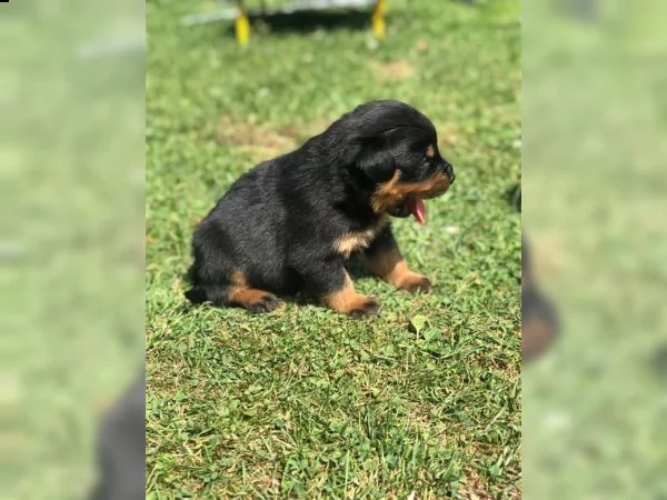 bellissimi cuccioli rottweiler sia maschi che femmine per l'a | Foto 4
