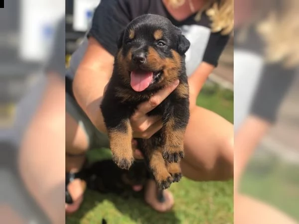 bellissimi cuccioli rottweiler sia maschi che femmine per l'a | Foto 3