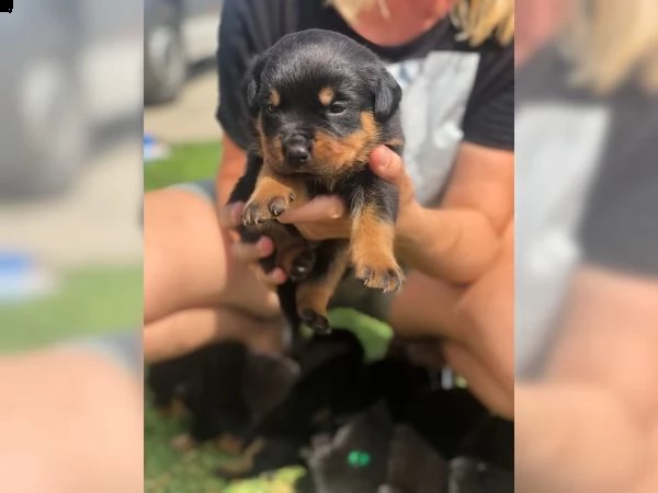bellissimi cuccioli rottweiler sia maschi che femmine per l'a
