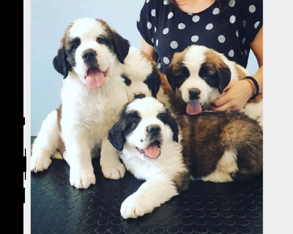 prestigiosa cucciolata di cane di san bernardo | Foto 0