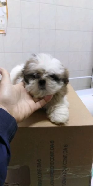cuccioli di shitzu con vaccino e microchip di tre mesi veramente piccolo. chiama il 