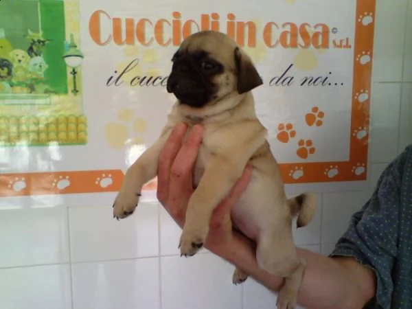 vendita cucciolo carlino  | Foto 0