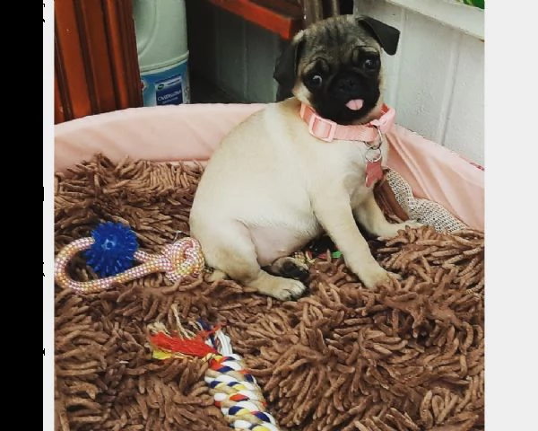 vendita cucciolo carlino 