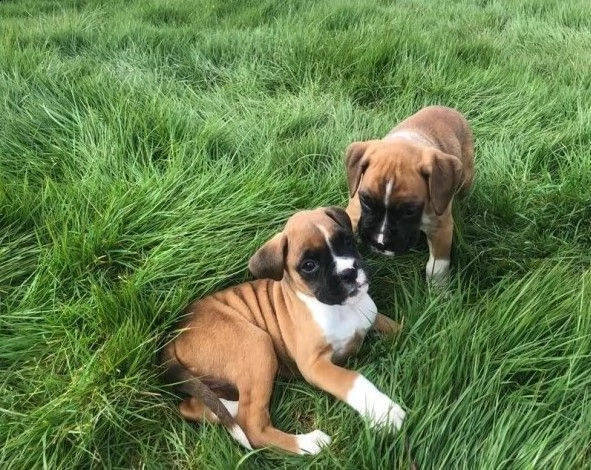cuccioli di boxer enci | Foto 0