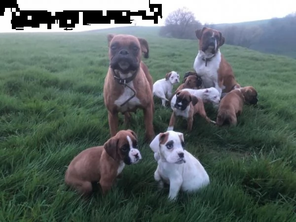 cuccioli di boxer enci