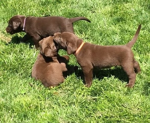 cuccioli di labrador miel