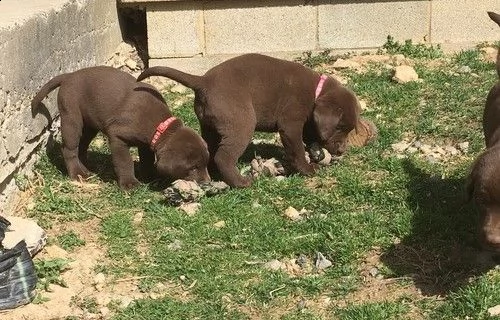 cuccioli di labrador miel | Foto 0