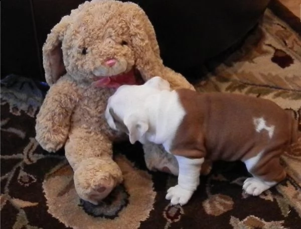 bulldog inglese per accoppiamento | Foto 0