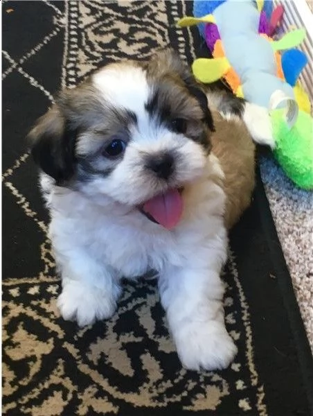 cuccioli di shitzu toy 
