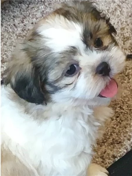 cuccioli di shitzu toy  | Foto 0
