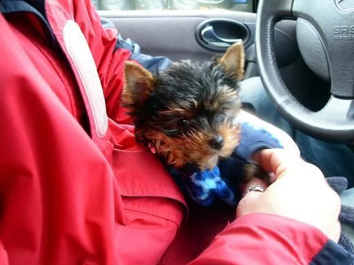 cuccioletti di yorkshire toy  | Foto 0