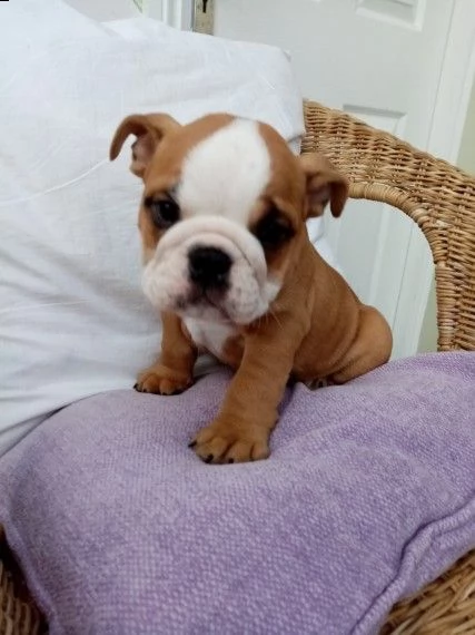 bulldog inglese stupendi | Foto 2