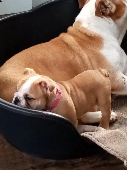 bulldog inglese stupendi | Foto 1