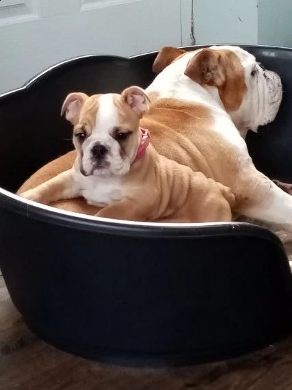 bulldog inglese stupendi | Foto 0