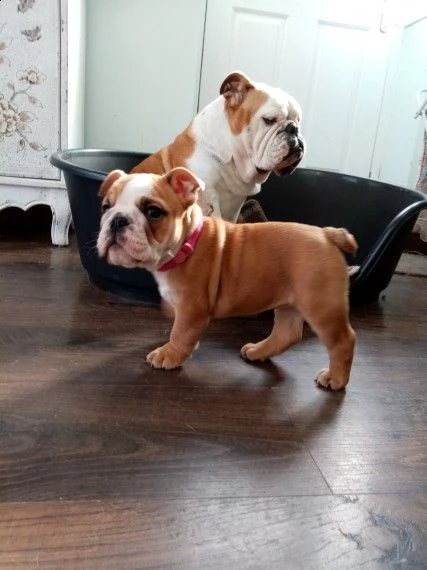bulldog inglese stupendi