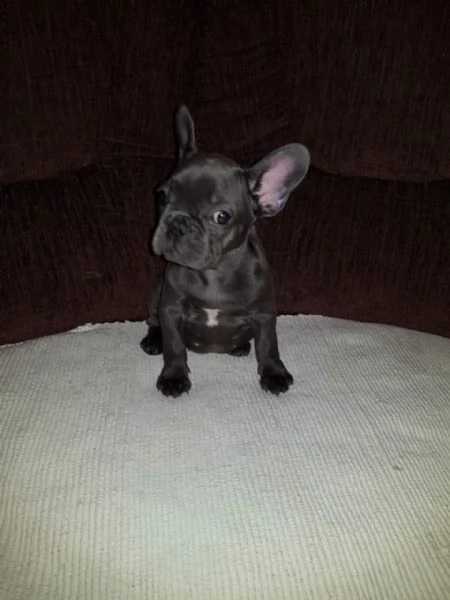 cuccioli  razza bouledogue francese con pedigree | Foto 0