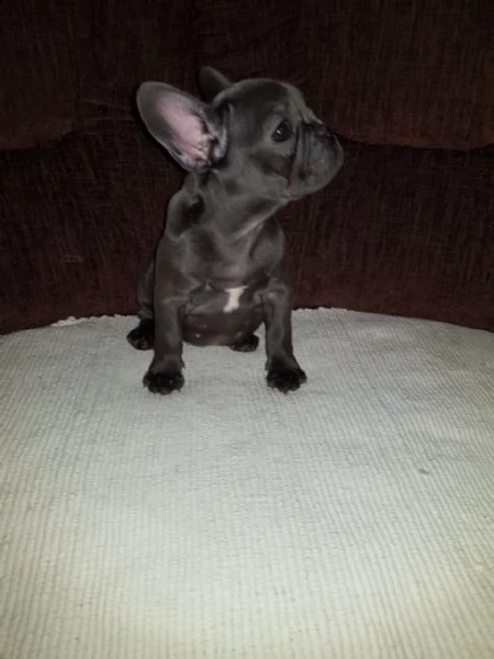 cuccioli  razza bouledogue francese con pedigree