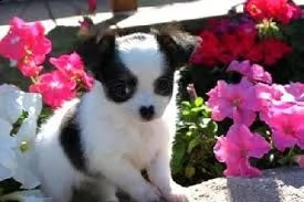 cucciolo di chihuahua tenerissimi intrigantissimi e buonissimi di 70 giorni sia maschi che femmina o