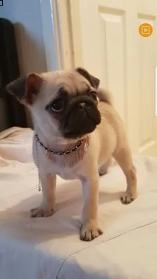 vendita cucciolo carlino  | Foto 0