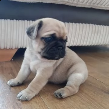 vendita cucciolo carlino 