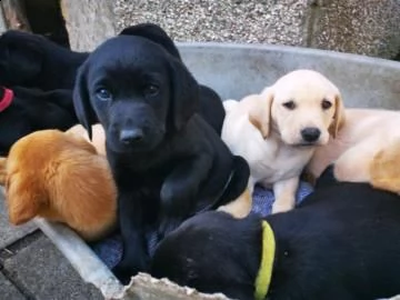 vendita cucciolo cuccioli di labrador 2 mesi  | Foto 0