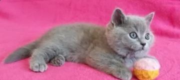 british shorthair pura gattini regalo