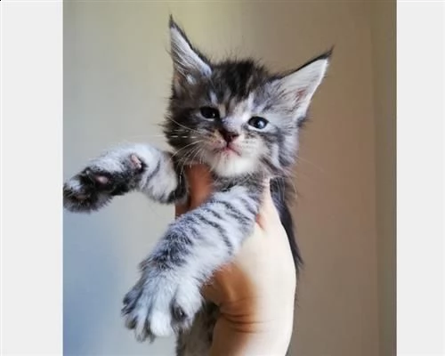 gatti maine coon di 2 mesi disponibili